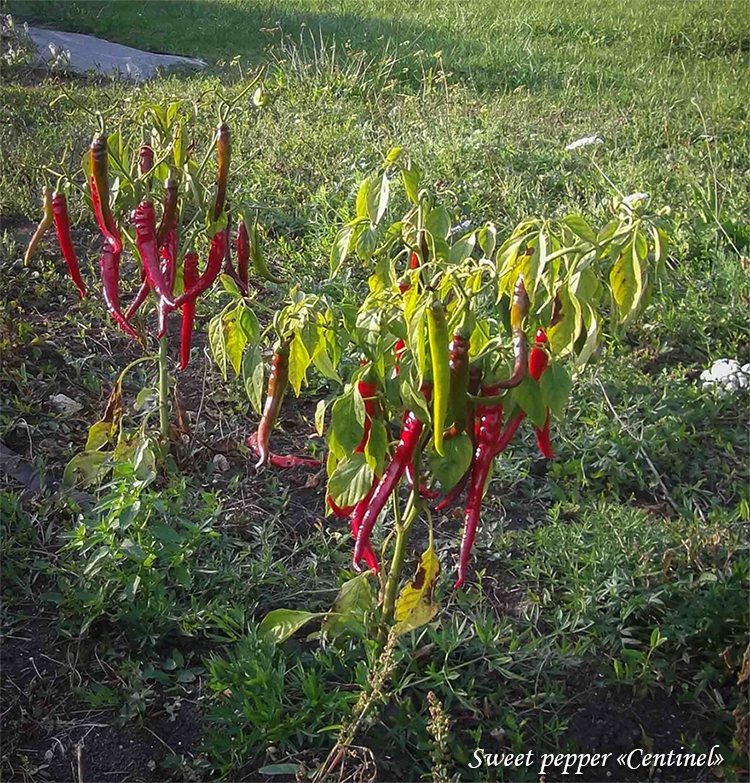 Sweet pepper Centinel Paprika